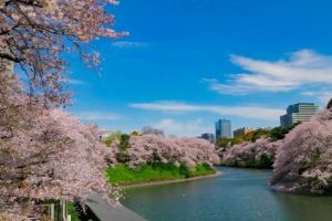 探検部「今年の初詣では明治神宮！」